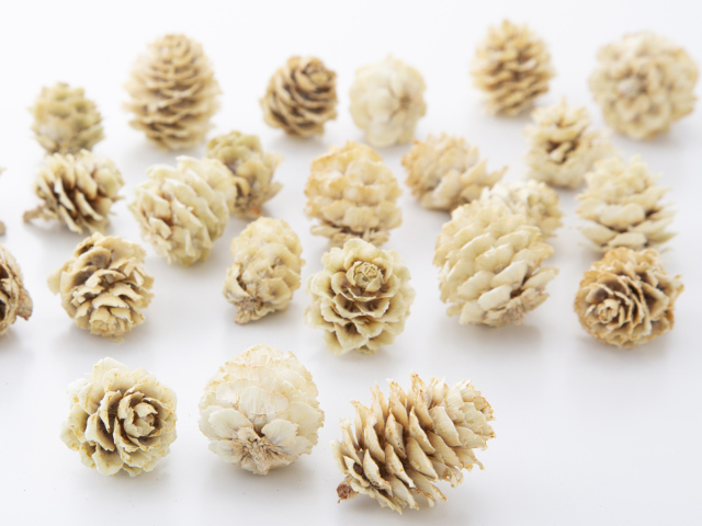 カラ松　ナチュラルホワイト　24121-021