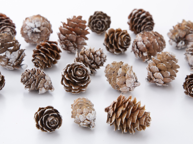 カラ松　スノー　24121-982