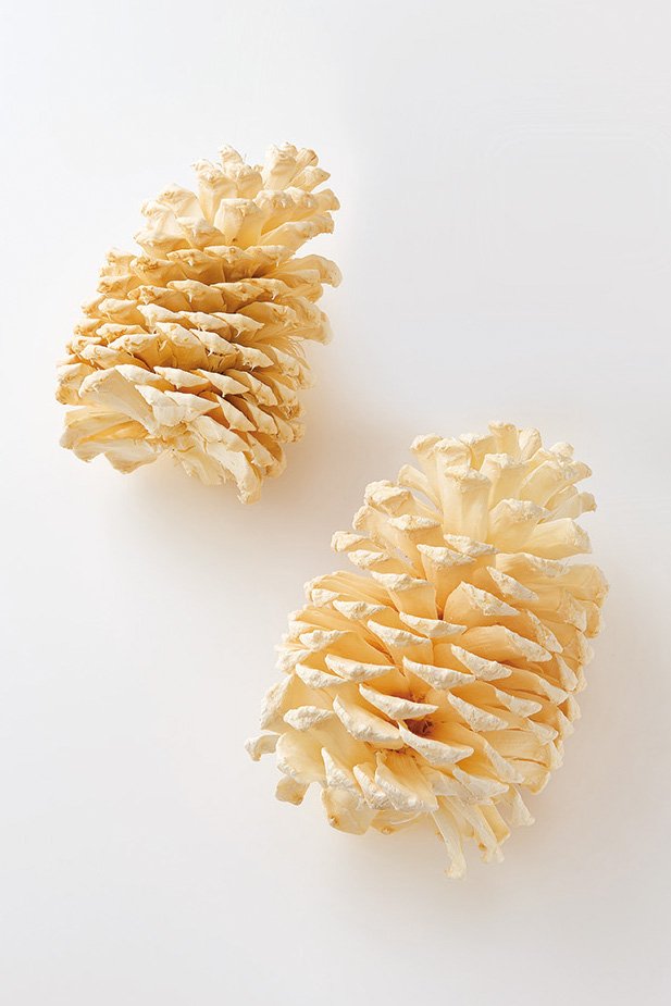 シェラコーン　アイボリー　24540-031