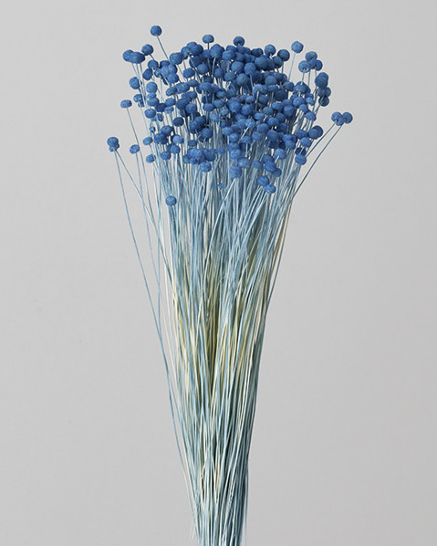 ピンキーボタン　ブルー　30150-601　※メーカー廃盤セール60％ＯＦＦ