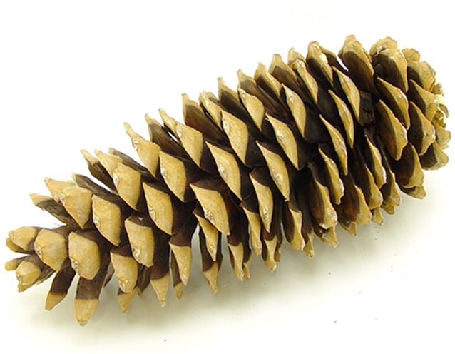 シュガーパインコーン　ナチュラル