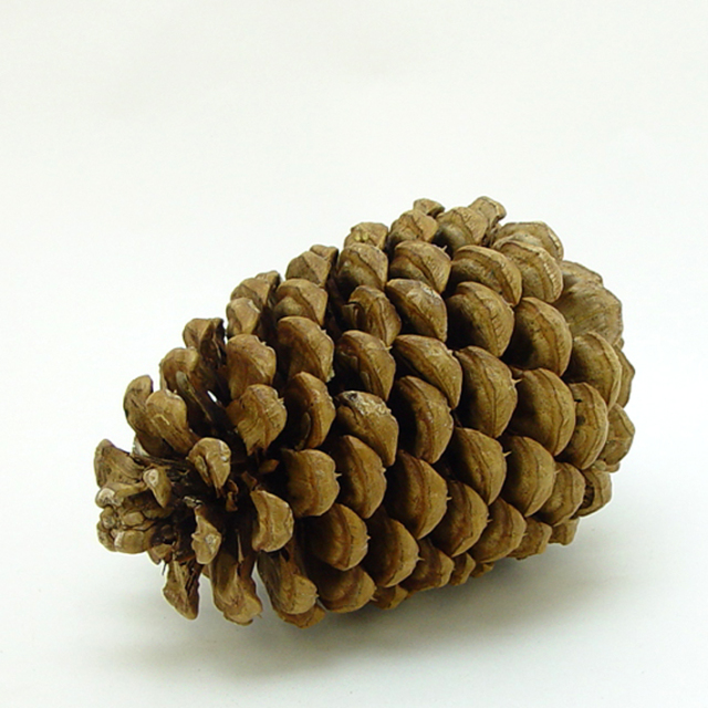 ジェファリーパインコーン　ナチュラル