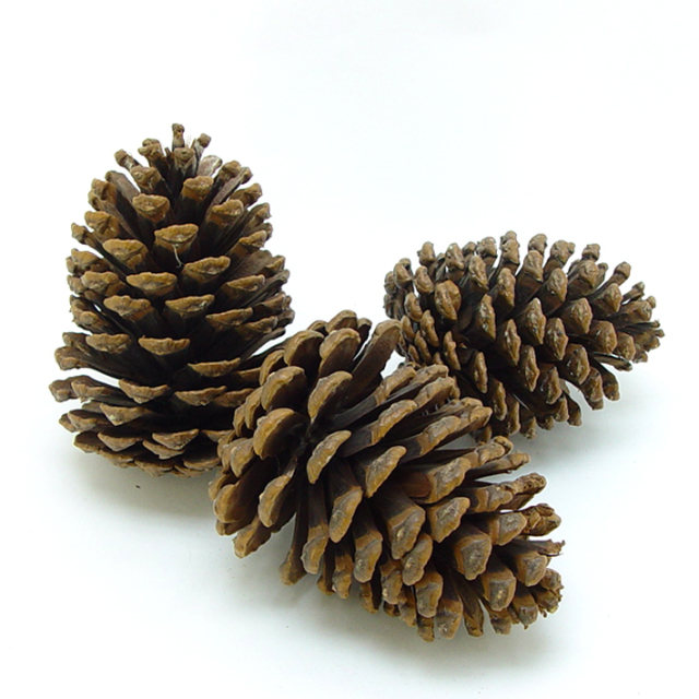 スラッシュパインコーン　ナチュラル