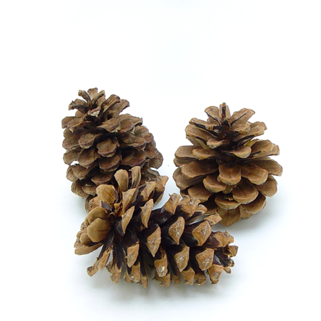 イエローパインコーン　ナチュラル