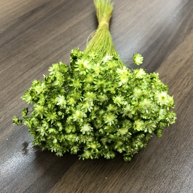 スターフラワー・ブロッサム　キャンディーグリーン　　ミルキーウェイオリジナル　限定カラー