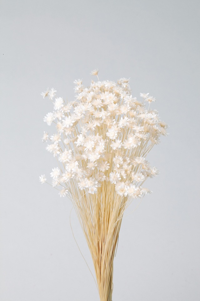 スターフラワー・ブロッサム　白　30191-011