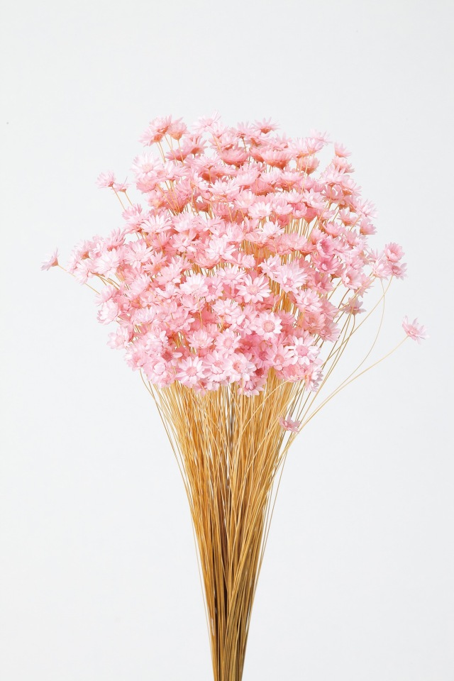 スターフラワー・ブロッサム　ブライダルピンク　30191-101　