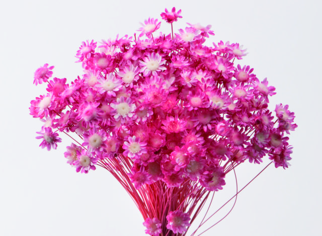 スターフラワー・ブロッサム　キャンディーピンク　30191-121