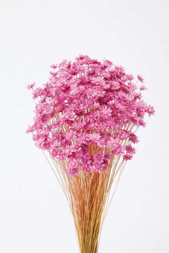 スターフラワー・ブロッサム　ストロベリー　30191-221