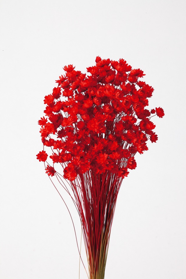 スターフラワー・ブロッサム　レッド　30191-321