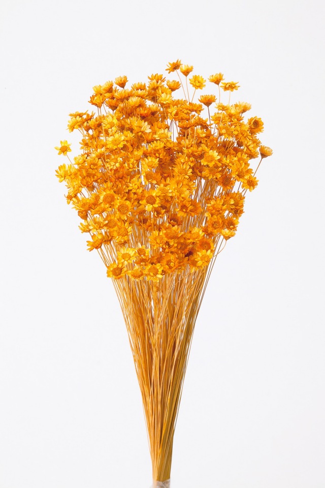 スターフラワー・ブロッサム　オレンジ　30191-351