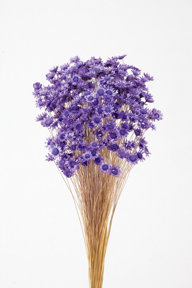 スターフラワー・ブロッサム　ライトパープル　　30191-411