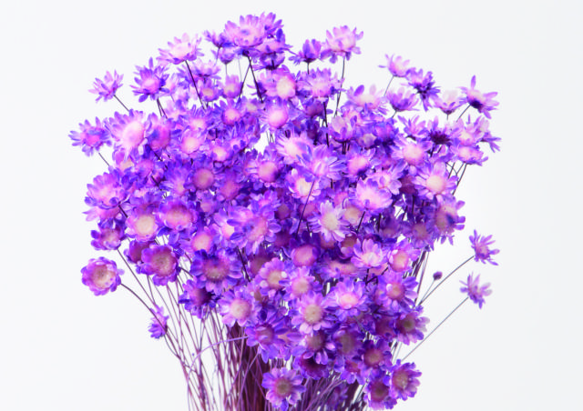 スターフラワー・ブロッサム　キャンディーパープル 　30191-441