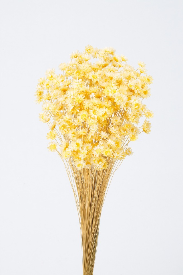 スターフラワー・ブロッサム　モーニングイエロー　30191-501　