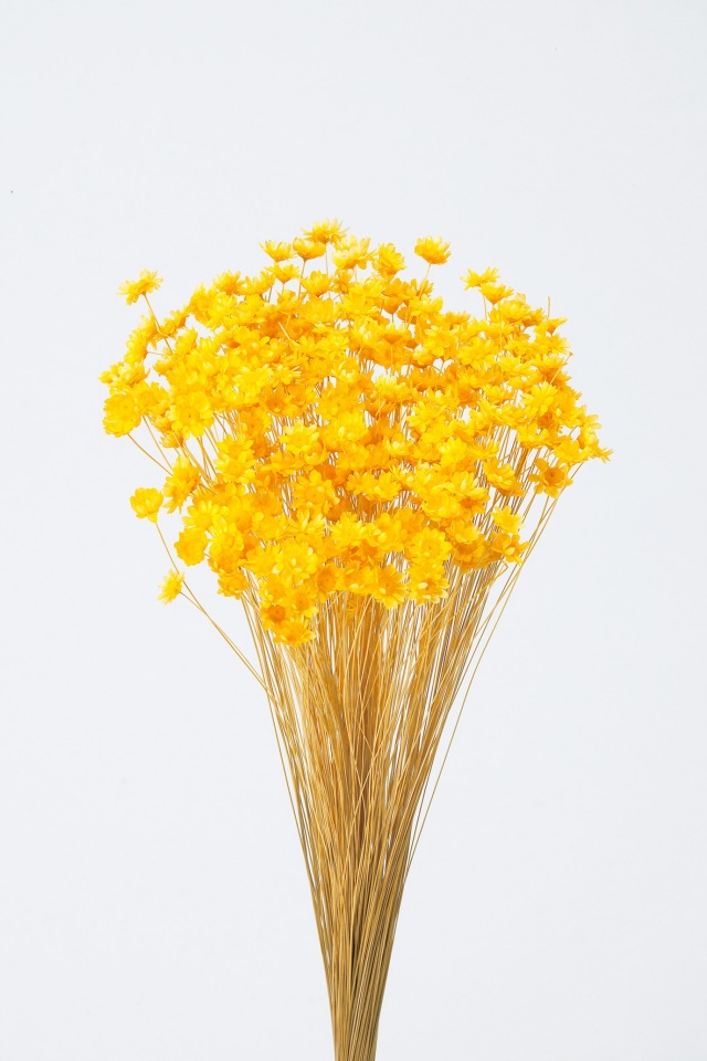 スターフラワー・ブロッサム　イエロー　30191-521