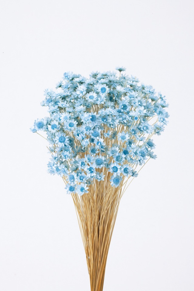 スターフラワー・ブロッサム　ベビーブルー　30191-621