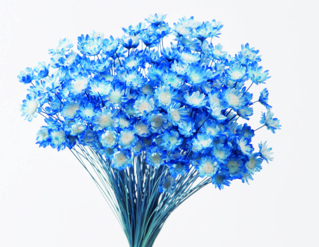 スターフラワー・ブロッサム　キャンディーブルー　30191-641