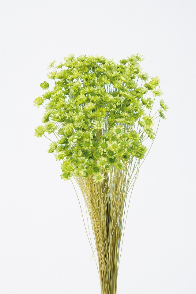 スターフラワー・ブロッサム　アップルグリーン　30191-721