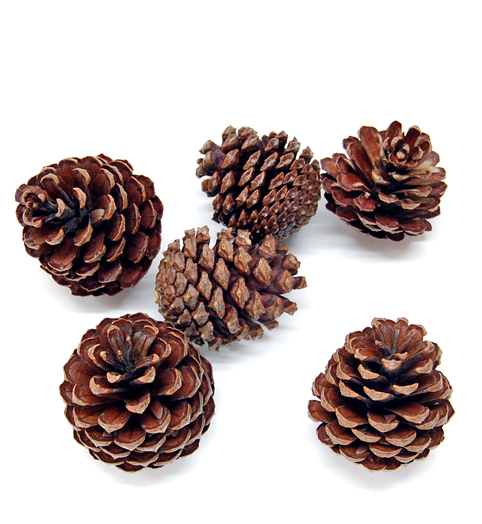 サンドパインコーン　ナチュラル