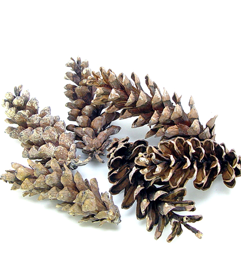 BIG松かさ ドライフラワー卸売り販売のミルキーウェイ