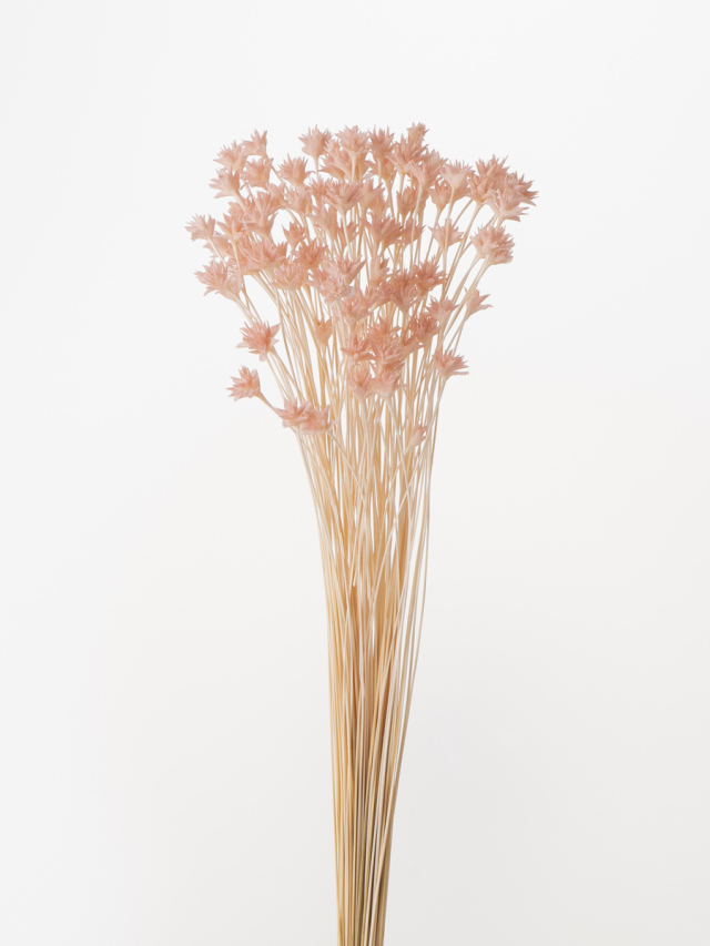 ミニコーンフラワー　シルキーピンク　30200-161　※メーカー廃盤セール60％ＯＦＦ