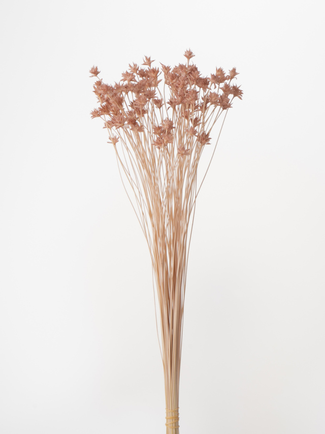 ミニコーンフラワー　モーブピンク　30200-191　※メーカー廃盤セール60％ＯＦＦ