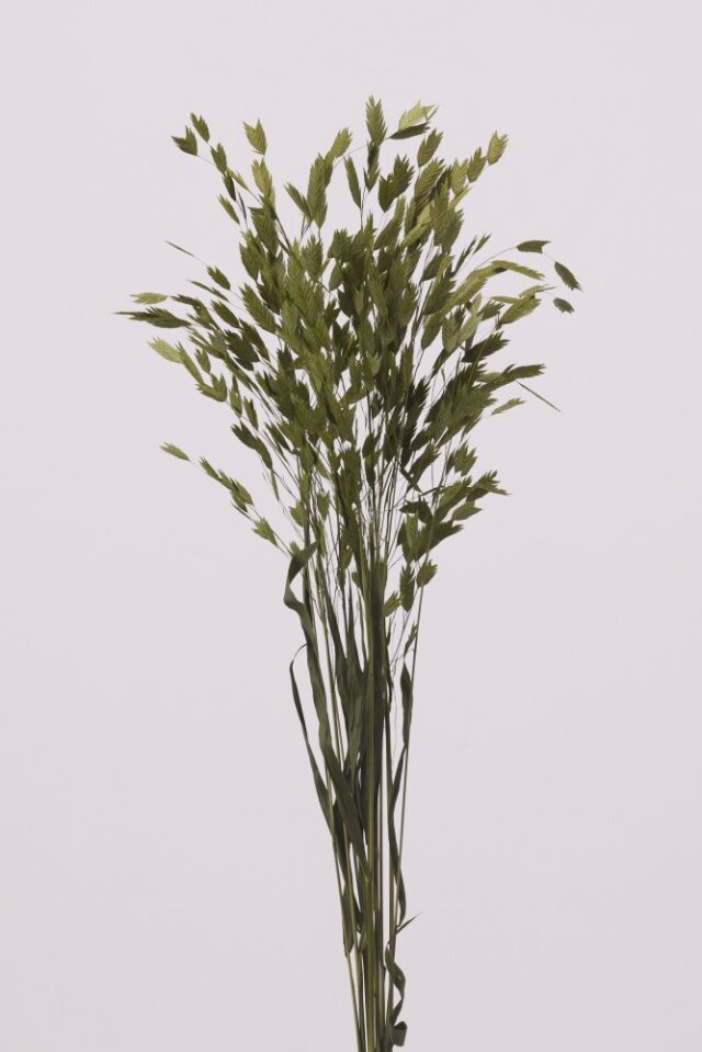 ワイルドオーツ　フレッシュグリーン　30310-731