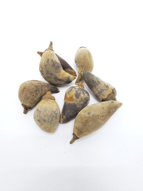 バオバブ・ミニ　ナチュラル