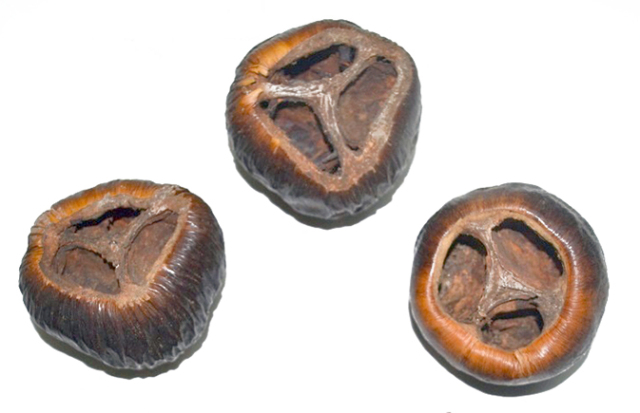 タラミポッド　ナチュラル