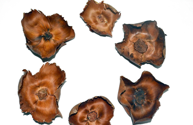 パームカップ　ナチュラル　30374