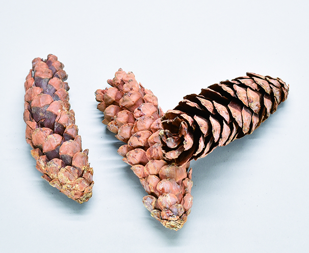 ストロバスコーン　ナチュラル　30386