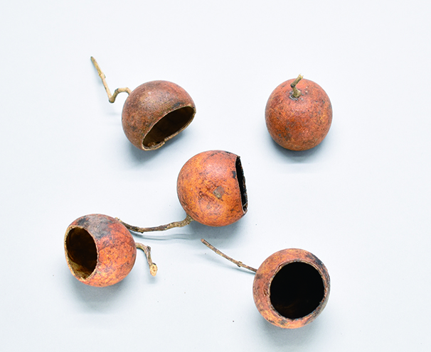 クルチフルーツ・M　ナチュラル　30388