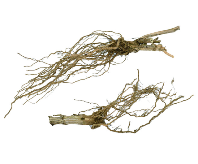 スカビオサの根っこ　ナチュラル　30390