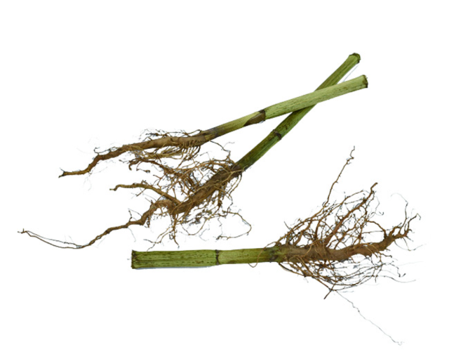 ヒマワリの根っこ　ナチュラル　30391