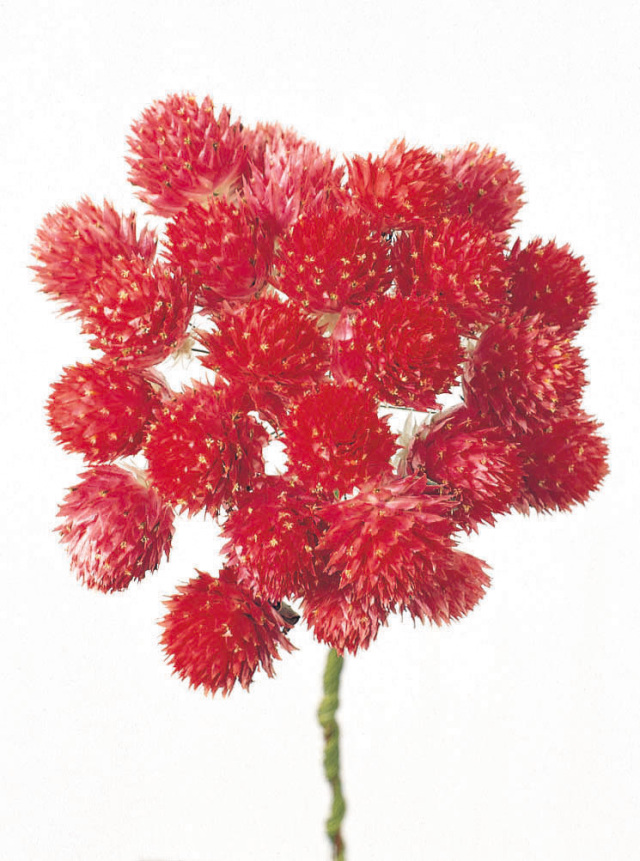 ストロベリーフィールズ　Ｎ　32170-000