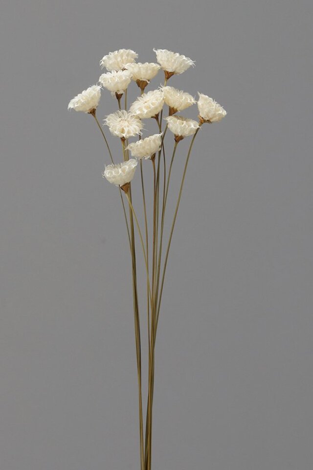 カップフラワー　白　32320-010