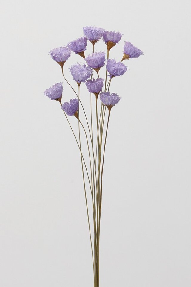 カップフラワー　パープル　 32320-400