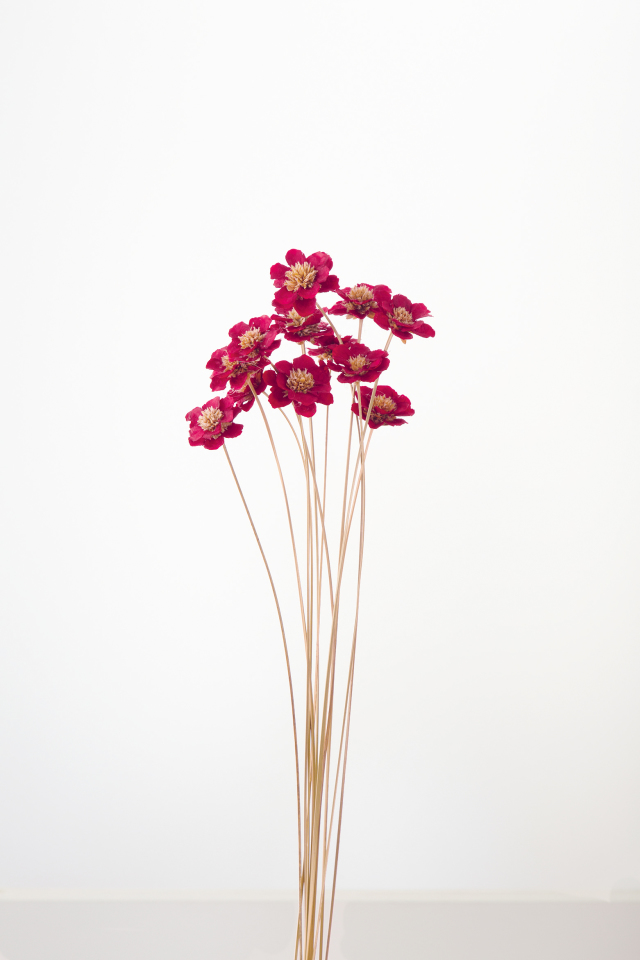 アネモネフラワー ワインレッド 32360-480 ドライフラワー卸売り販売の