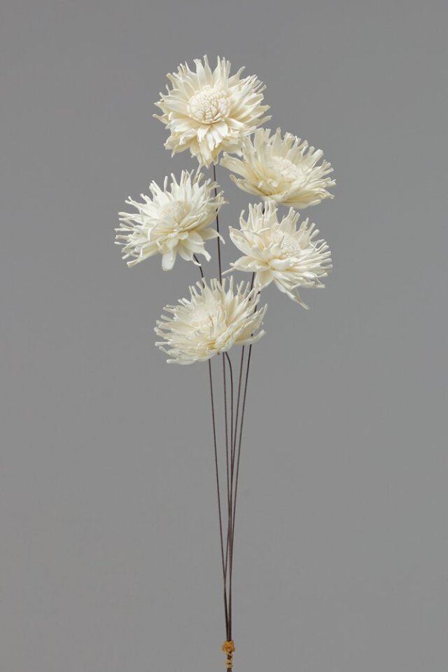 ソーラーガーベラ　スパイダー　白　32500-010