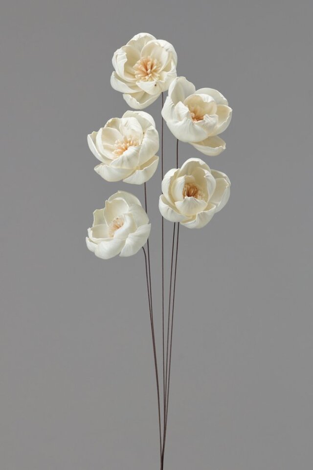 ソーラーララピオニー　白/ブラウン　32550-083