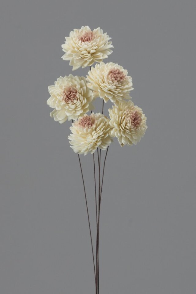 ソーラージニア　白/ピンク　32640-021