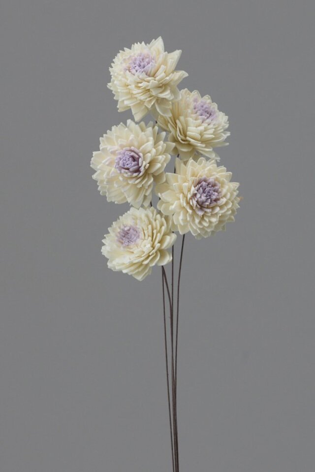 ソーラージニア　白/パープル　32640-041