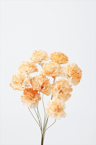 ソーラーシフォンカーネーション・小　　ホワイトオレンジ　32764-353