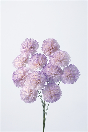 ソーラーシフォンカーネーション・小　　ホワイトパープル　32764-403