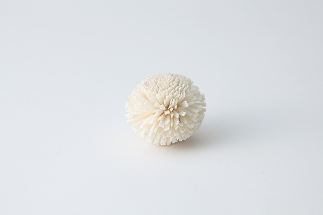 ソーラーポンポン菊　白　32790-010