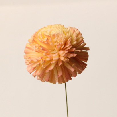 ソーラーポンポン菊・ツートン　イエローピンク　32795-512