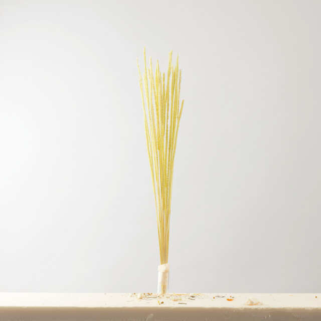 ペニセタム　ソフトイエロー　AN80033-20 メーカー廃盤セール70％OFF