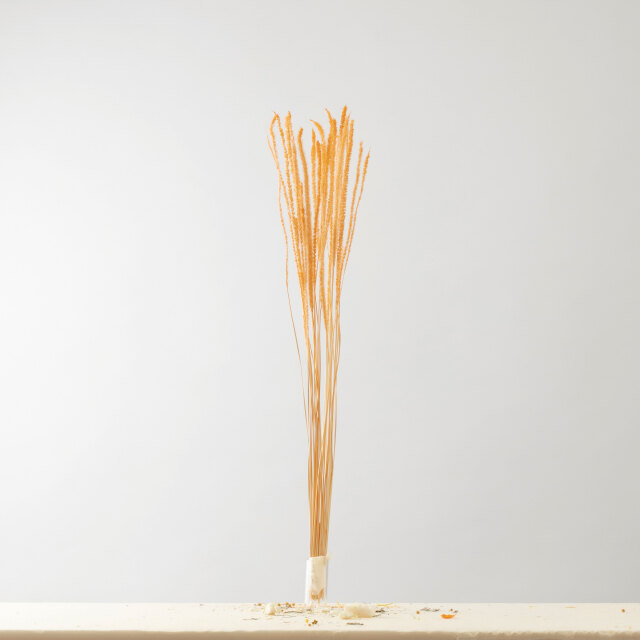 ペニセタム　ピーチ　AN80033-4 メーカー廃盤セール70％OFF