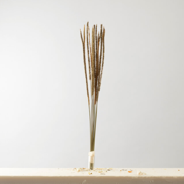 ペニセタム　ナチュラル　AN80033-44　メーカー廃盤セール70％OFF