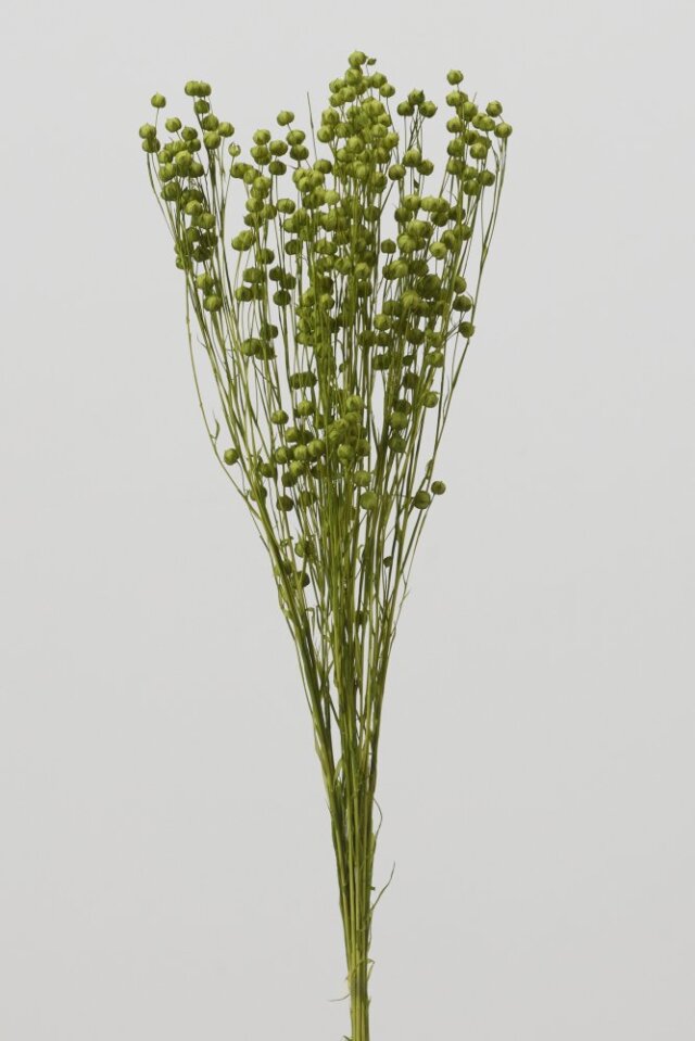 リンフラワー　グラスグリーン　35010-791